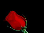 017.gif (20943 bytes)